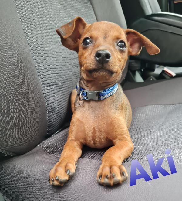 Aky Cucciolo Simil Pinscher